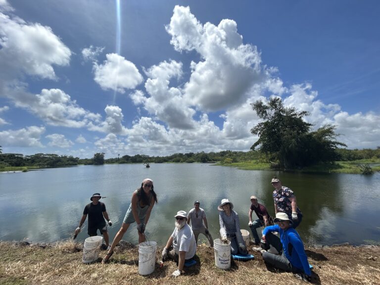 Wetland Restoration Volunteers Needed in Hilo (March 2024)