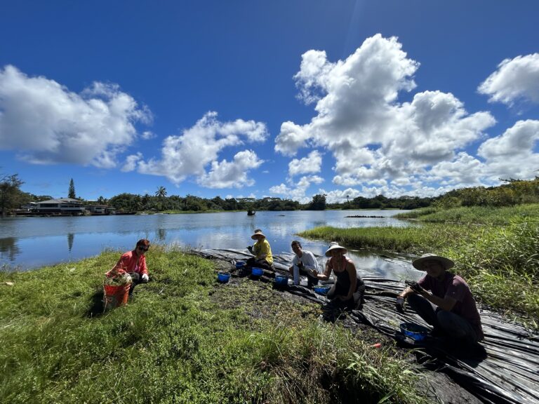 Wetland Restoration in Hilo